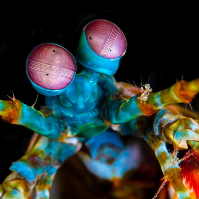 Bidsprinkhaankreeft (Bron: Shutterstock).