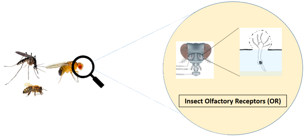 Ruikende computerchips wint AtlasInvest Entrepreneurship Grant